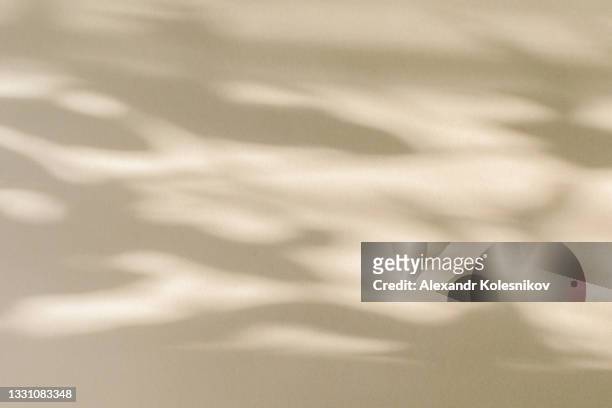 trees branch and leaf with shadow on yellow paper background. place for text, copy space, top view - ombra foto e immagini stock