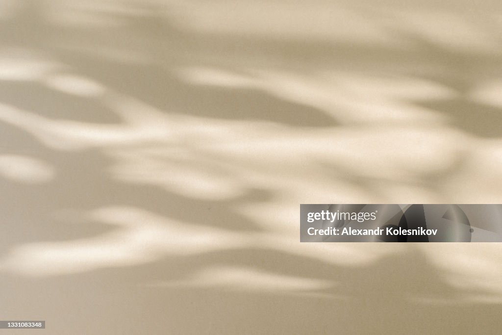 Trees branch and leaf with shadow on yellow paper background. Place for text, copy space, top view