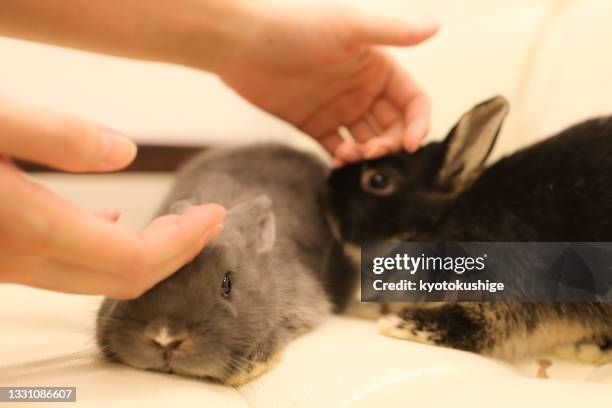 14 276点のうさぎ かわいいのストックフォト Getty Images 14 276点のうさぎ かわいいのストックフォト Getty Images