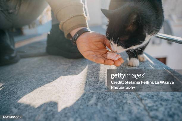 cat eating ham from a male hand - cat hand stock-fotos und bilder