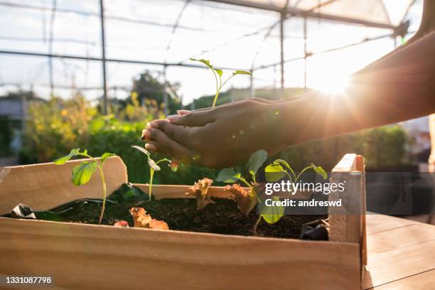 hands holding plant over soil land, sustainability. - garden imagens e fotografias de stock