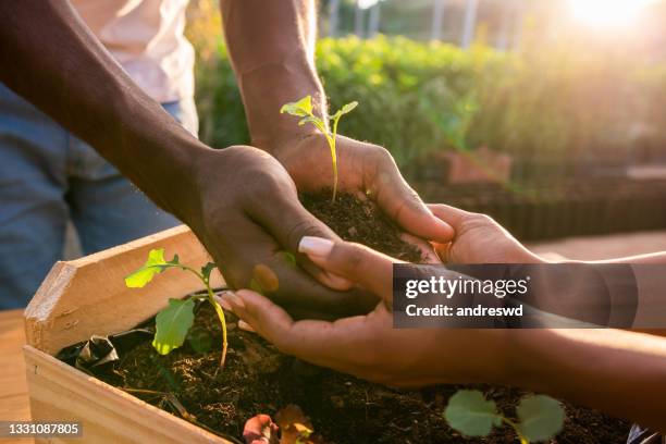 hands holding plant over soil land, sustainability. - african american farmer stockfoto's en -beelden