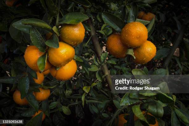 trees in a mandarin orchard, almost overloaded with fruit. - orange branch stock pictures, royalty-free photos & images