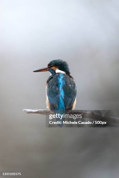 close-up of kingfisher perching on branch,ascona,switzerland - kingfisher stock-fotos und bilder