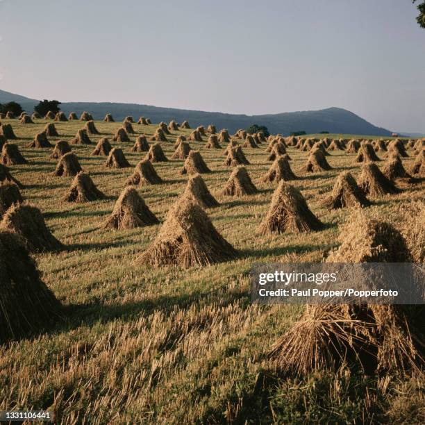 Stook Definition 82 Stooks Stock Photos, High-Res Pictures, and Images - Getty Images