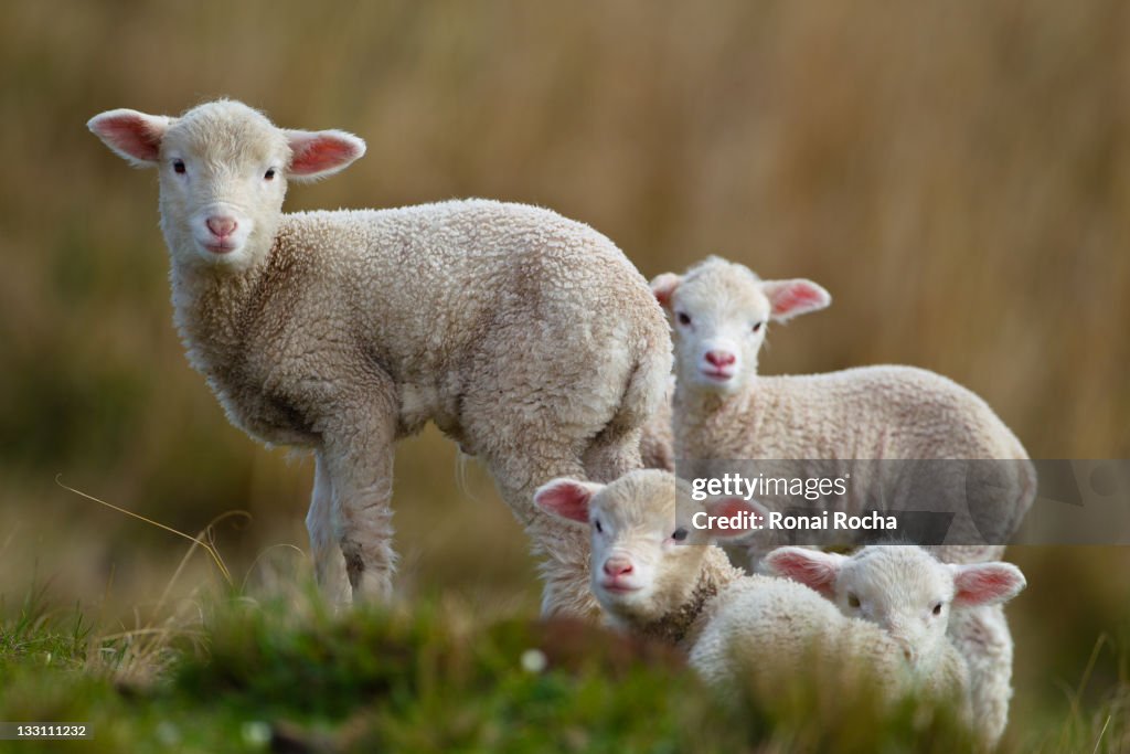 Little lambs