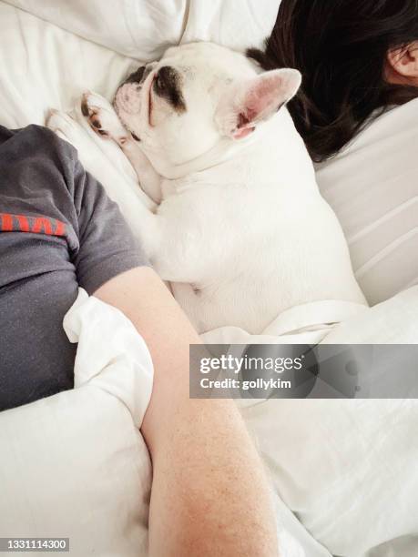 couple lying on bed with dog at home - 1 minute 50 stock pictures, royalty-free photos & images