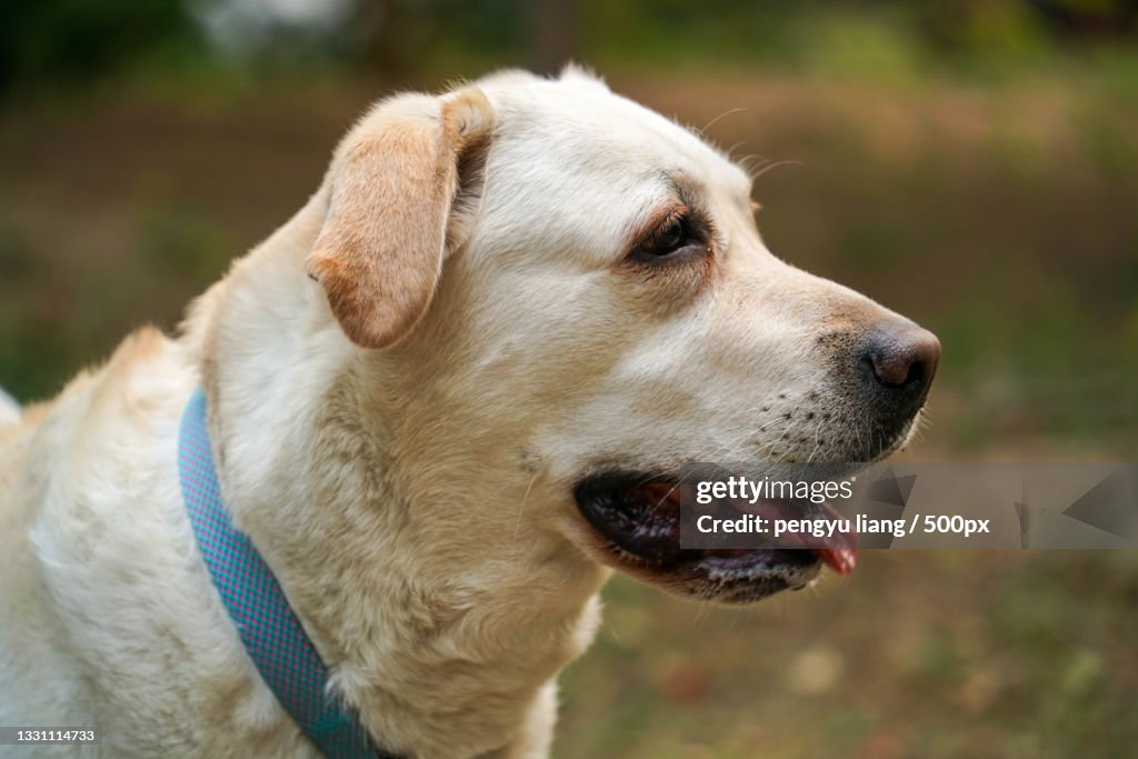 Close-up of purebred labrador retriever looking away