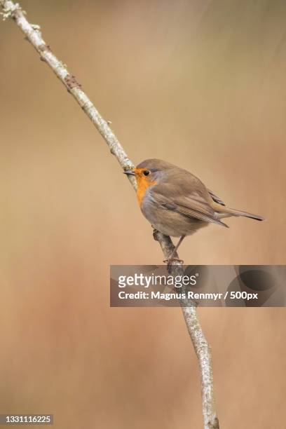 close-up of songrobin perching on twig,ottenbylund,sweden - mark robins bildbanksfoton och bilder
