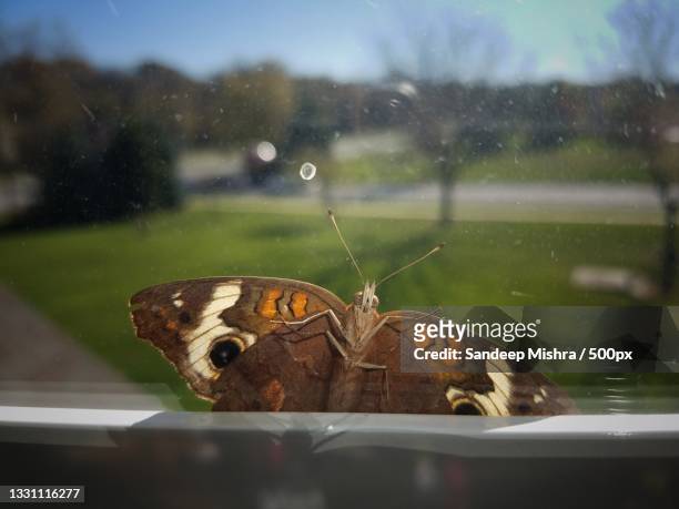 close-up of butterfly on leaf,overland park,kansas,united states,usa - wild overland stockfoto's en -beelden