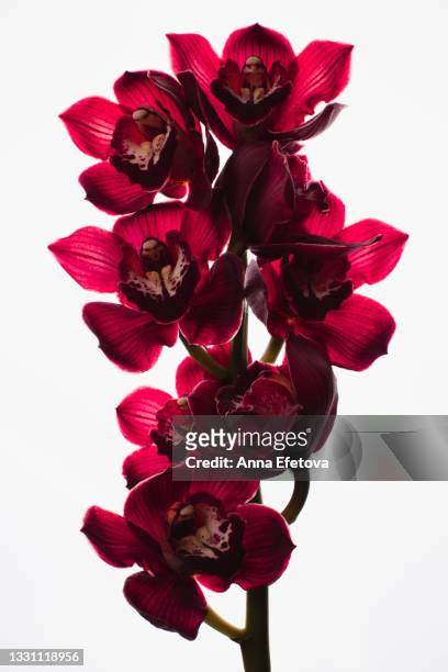 branch of beautiful blooming orchid flowers isolated on white background. front view - maroon flower stock pictures, royalty-free photos & images