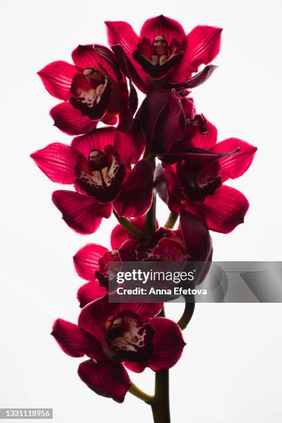 branch of beautiful blooming orchid flowers isolated on white background. front view - stamen stock pictures, royalty-free photos & images