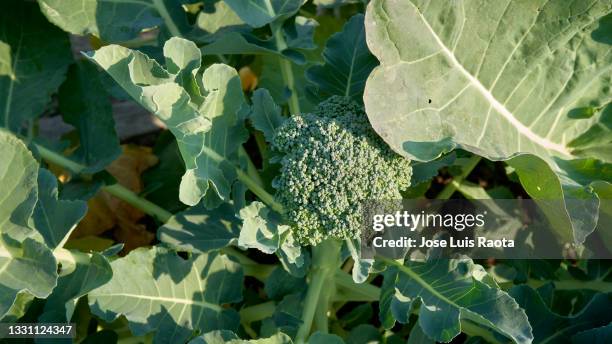 cauliflower. heaps of beautiful green - broccolini stock pictures, royalty-free photos & images