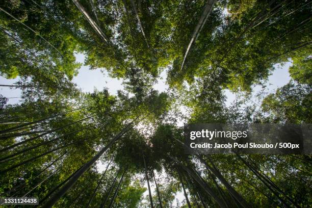 low angle view of trees in forest,arashiyama bamboo forest,japan - bambus isolated stock pictures, royalty-free photos & images