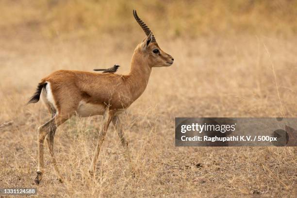 side view of deer standing on field,ranthambore national park,rajasthan,india - ranthambore national park stock-fotos und bilder