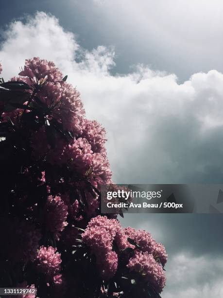 low angle view of pink flowering tree against sky - ava hardy stock pictures, royalty-free photos & images