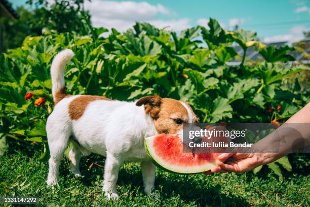 jack russell terrier eating watermelon. - watermelon stock pictures, royalty-free photos & images