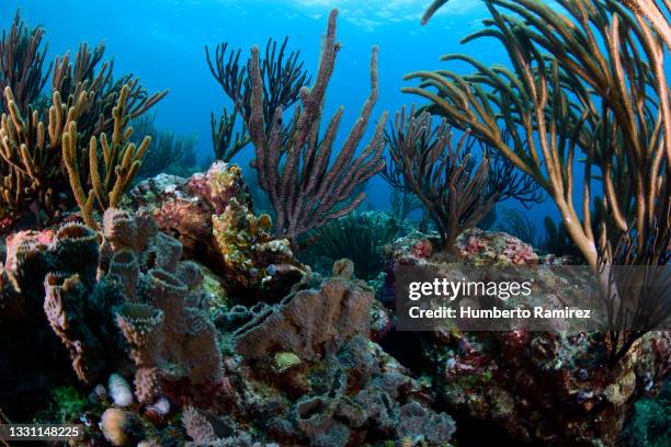 gorgonians reef. - hoornkoraal stockfoto's en -beelden