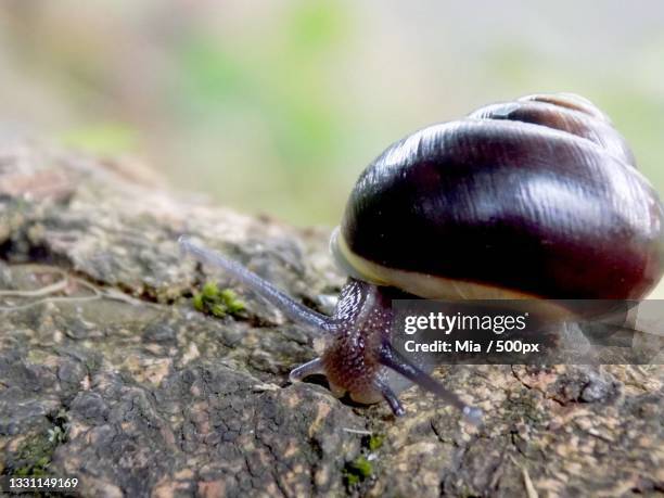 close-up of snail on rock - mia woods stock pictures, royalty-free photos & images