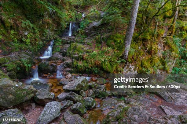 scenic view of waterfall in forest - voyage et restauration stock-fotos und bilder