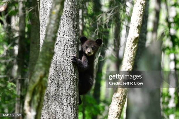 bear cub in the woods - jungtier stock-fotos und bilder