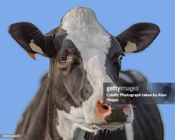 portait of a holstein cow against a blue sky - close up of cows face stock pictures, royalty-free photos & images