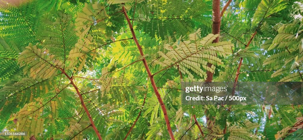 Low angle view of tree
