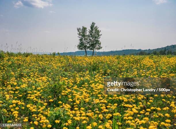 scenic view of oilseed rape field against sky,alberta,canada - landry feilds stock pictures, royalty-free photos & images