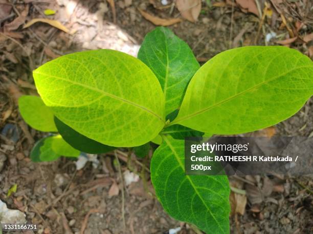 Arthana Ratheesh 22 Ratheesh Stock Photos, High-Res Pictures, and Images - Getty Images