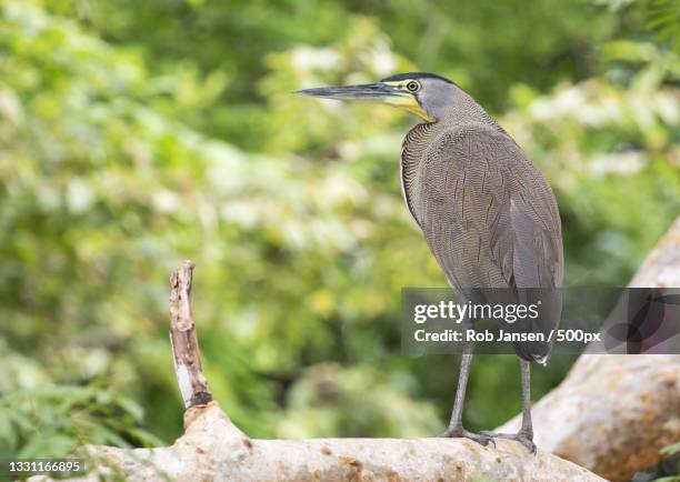 close-up of heron perching on rock,costa rica - rob heron stock pictures, royalty-free photos & images