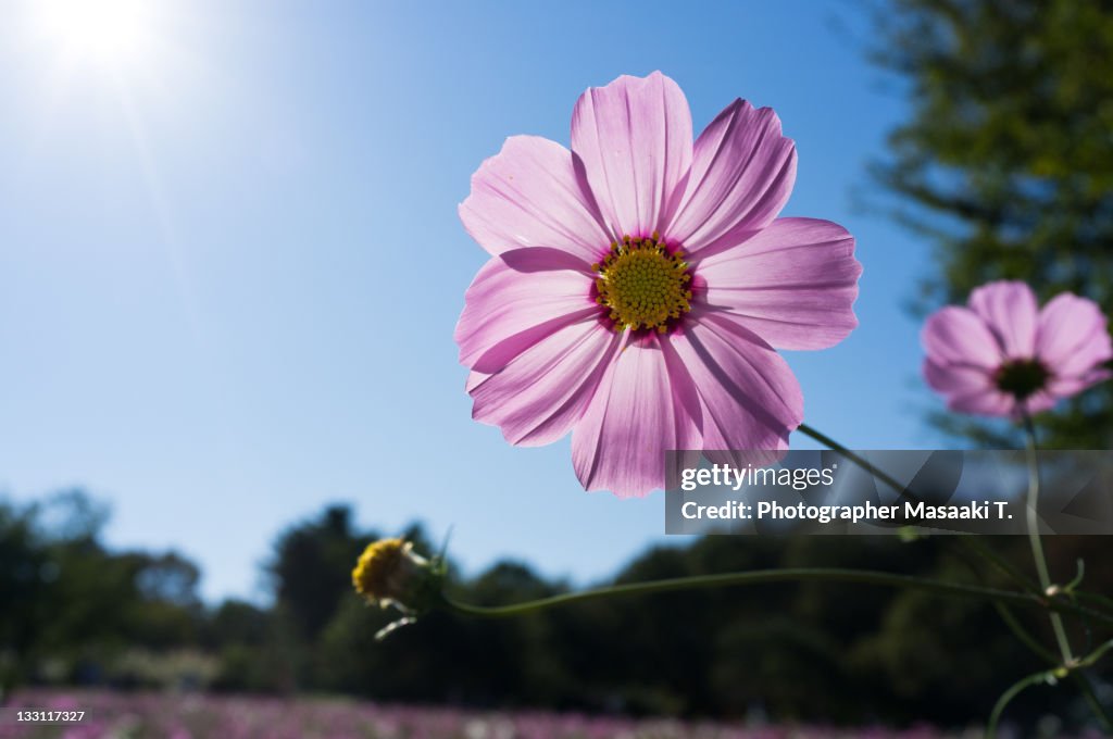 Cosmos pink flower