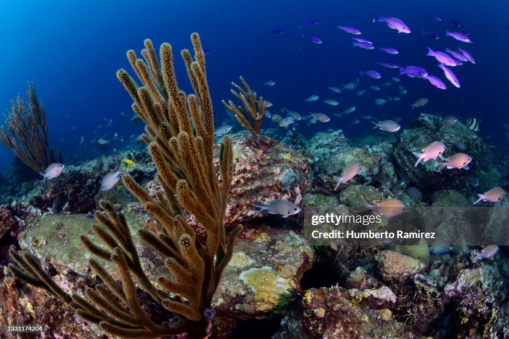 Rocky Reef.