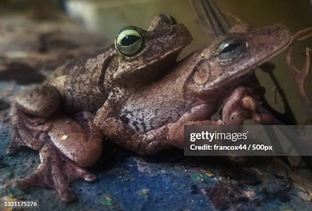 close-up of frogs on ground,calle principal los jabillos,venezuela - calle principal calle stockfoto's en -beelden