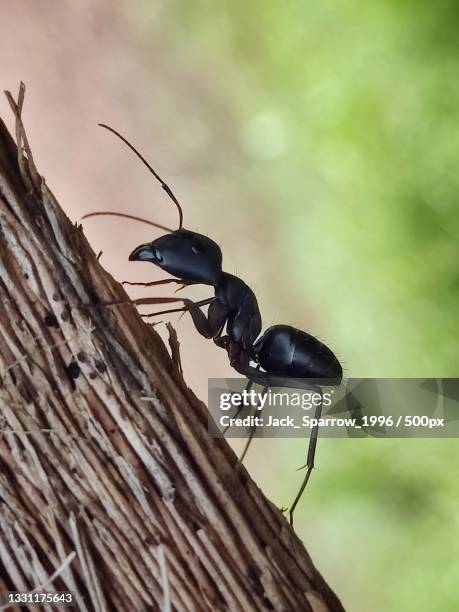 Jackspanner Insect 794 Jack Sparrow Images Stock Photos, High-Res Pictures, and Images ...