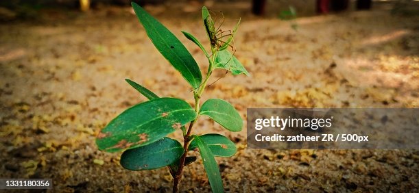 Close-up of plant growing on field