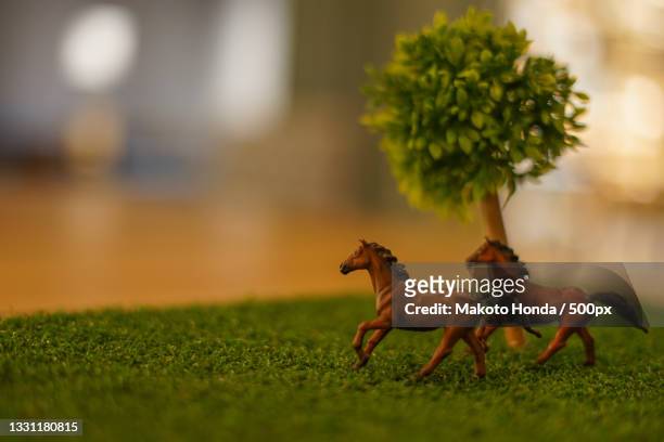 side view of dog playing with ball on field - sweet little models stock pictures, royalty-free photos & images