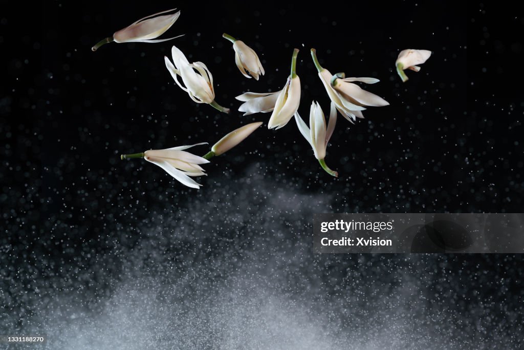 Michelia alba DC flying in mid air with flour splashing