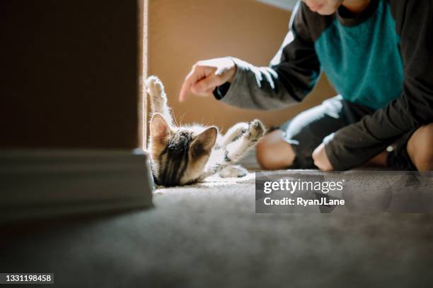 boy playing with pet kitten - play fight stock pictures, royalty-free photos & images