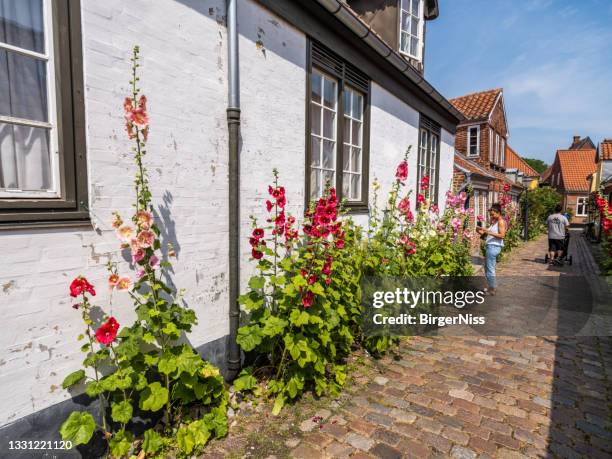 idyllisches altes haus mit stockrosen in ribe, jütland, dänemark - stockrose stock-fotos und bilder