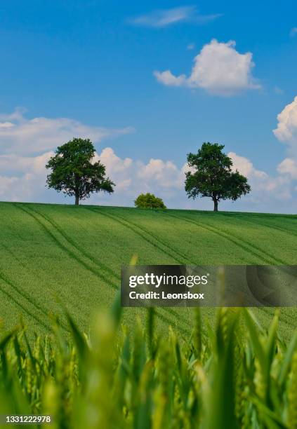 landscape in early summer - agrarbetrieb stock pictures, royalty-free photos & images