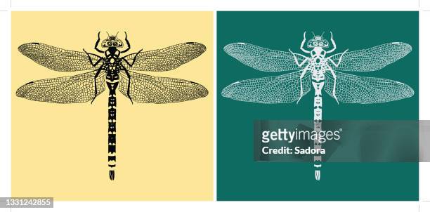 186 Dragonfly Cartoon Photos and Premium High Res Pictures - Getty Images