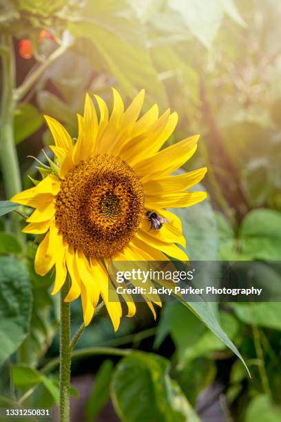 a honey bee collecting pollen from a yellow, summer sunflower - helianthus annus - ヒマワリ属 ストックフォトと画像