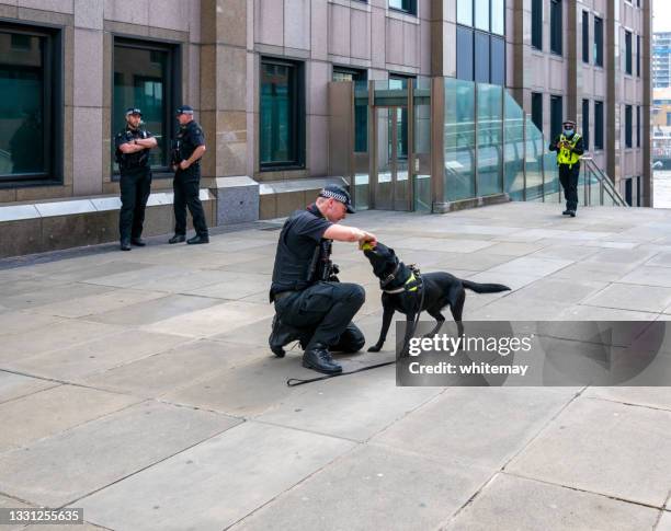 police dog at play in peter's hill, central london - police canine stock pictures, royalty-free photos & images