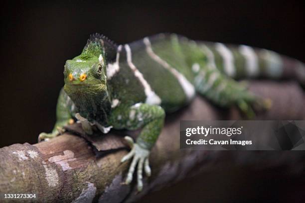 green lizard with yellow nose sits on a branch. - fiji crested iguana stock pictures, royalty-free photos & images