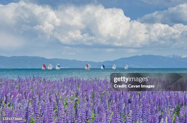 a group of sailboats are out for an afternoon sail in lake tahoe, california. - lake tahoe stock pictures, royalty-free photos & images