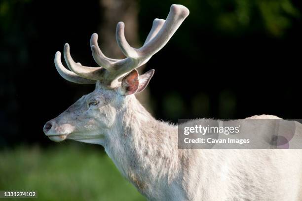 an albino male red deer in the dyrehaven, deer garden north of copenhagen - albino animals stock pictures, royalty-free photos & images