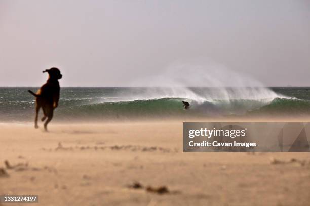 sand whips cross the beach as a surfer tucks into a barrel while surfing in oxnard, california during santa anna conditions. - oxnard photos et images de collection