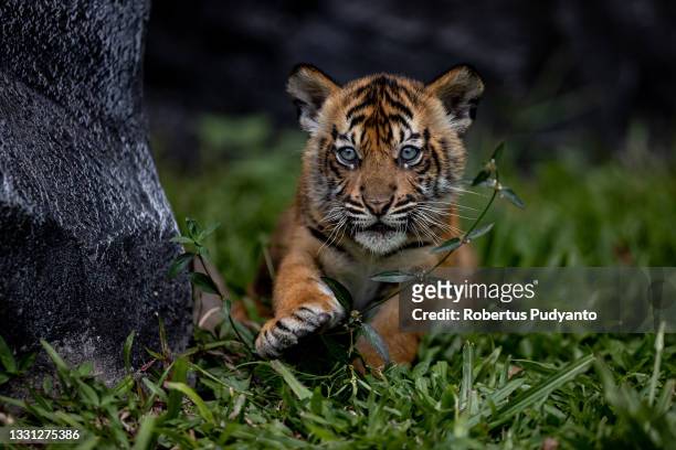 Isyana baby Sumatran tiger is seen at Indonesian Safari Park Prigen on July 29, 2021 in Pasuruan, Java, Indonesia. World Tiger Day is celebrated...