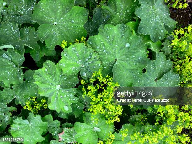 close-up of alchemilla leaf with water drops - pie de león fotografías e imágenes de stock