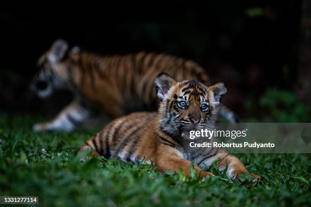 Isyana and Aura twin babies Sumatran tigers are seen at Indonesian Safari Park Prigen on July 29, 2021 in Pasuruan, Java, Indonesia. World Tiger Day...